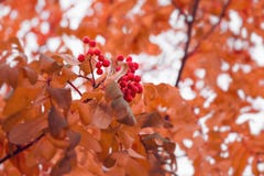 Piękny jesieni tło z gałąź dziki ashberry Inspiracji natura jesie? poj?cia odosobniony biel zdjęcia stock Piękny jesieni tło z gałąź dziki ashberry Inspiracji natura jesie? poj?cia odosobniony biel zdjęcia stock