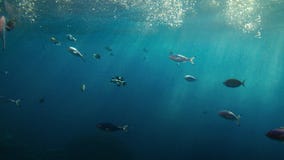 Piękny podwodny porthole widok tropikalne ryba pływa w błękitnym oceanie zdjęcie wideo Piękny podwodny porthole widok tropikalne ryba pływa w błękitnym oceanie zdjęcie wideo