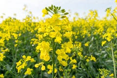 Piękny pogodny Rapeseed pole w wiośnie obrazy royalty free Piękny pogodny Rapeseed pole w wiośnie obrazy royalty free