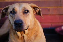 Pi?kny Psi portreta zbli?enie Rhodesian Ridgeback fotografia royalty free Pi?kny Psi portreta zbli?enie Rhodesian Ridgeback fotografia royalty free