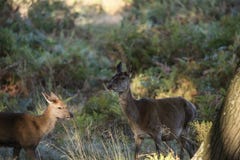 Piękny rodziny grupy stado czerwonego rogacza jelenia cervus elaphus duri zdjęcia royalty free Piękny rodziny grupy stado czerwonego rogacza jelenia cervus elaphus duri zdjęcia royalty free