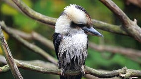 Piękny Roześmiany Kookaburra Umieszczający na gałąź zbiory wideo Piękny Roześmiany Kookaburra Umieszczający na gałąź zbiory wideo