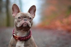 Piękny rzadki barwiony lily brindle żeński Francuskiego buldoga pies z światłem - bursztynów oczy i paracord kołnierz zdjęcie royalty free Piękny rzadki barwiony lily brindle żeński Francuskiego buldoga pies z światłem - bursztynów oczy i paracord kołnierz zdjęcie royalty free