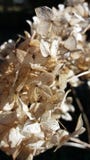 Piękny suchy nieżywy kwiat hortensja zdjęcia stock Piękny suchy nieżywy kwiat hortensja zdjęcia stock