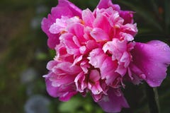 Piękny zakończenie w górę fotografii różowy tulipan fotografia royalty free Piękny zakończenie w górę fotografii różowy tulipan fotografia royalty free