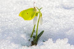 Piękny żółty motyl siedzi na pierwszy wiosny śnieżyczki kwiacie nadchodzącym za istnym śniegu od fotografia stock Piękny żółty motyl siedzi na pierwszy wiosny śnieżyczki kwiacie nadchodzącym za istnym śniegu od fotografia stock