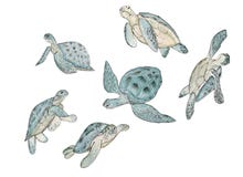 Placez la tortue de mer d'aquarelle sur le fond blanc Copie exotique d'?t? illustration stock Placez la tortue de mer d'aquarelle sur le fond blanc Copie exotique d'?t? illustration stock