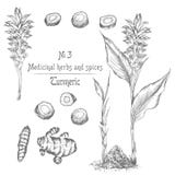Placez tiré par la main des racines, des vies et des fleurs de safran des indes dans la couleur noire d'isolement sur le fond bla illustration stock Placez tiré par la main des racines, des vies et des fleurs de safran des indes dans la couleur noire d'isolement sur le fond bla illustration stock