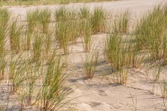 Plage de mer baltique avec le roseau des sables photographie stock libre de droits Plage de mer baltique avec le roseau des sables photographie stock libre de droits