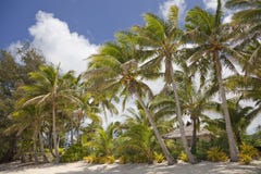 Plage tropicale avec les palmiers et la hutte Photo stock Plage tropicale avec les palmiers et la hutte Photo stock