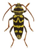 Plagionotus bobelayei, a longhorn beetle mimicking a wasp royalty free stock photo Plagionotus bobelayei, a longhorn beetle mimicking a wasp royalty free stock photo