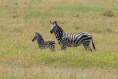 A Plains Zebra and its newborn foal royalty free stock photography A Plains Zebra and its newborn foal royalty free stock photography