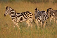 Plains Zebras stock photo