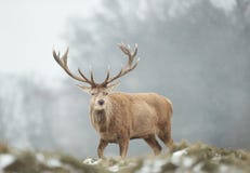 Plan rapproch? d'un m?le de cerfs communs rouges dans la neige en baisse images libres de droits Plan rapproch? d'un m?le de cerfs communs rouges dans la neige en baisse images libres de droits