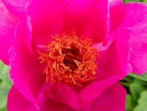 Plan rapproch? d'une fleur rose photos libres de droits Plan rapproch? d'une fleur rose photos libres de droits