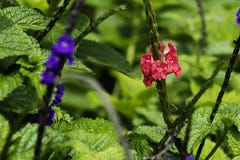 Plan rapproch? du champ des fleurs pourpres avec les feuilles vertes photographie stock Plan rapproch? du champ des fleurs pourpres avec les feuilles vertes photographie stock