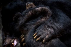 Plan rapproché au visage de deux ours noirs de Formose d'adultes figthing avec les griffes photos libres de droits Plan rapproché au visage de deux ours noirs de Formose d'adultes figthing avec les griffes photos libres de droits