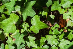 Plan rapproché d'hélice de Hedera ou de feuilles anglaises de lierre images libres de droits Plan rapproché d'hélice de Hedera ou de feuilles anglaises de lierre images libres de droits