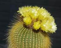 Plan rapproché d'un groupe de cactus d'or jaune lumineux de Parodia de boule photos stock Plan rapproché d'un groupe de cactus d'or jaune lumineux de Parodia de boule photos stock