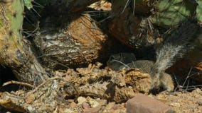 Plan rapproché d'un inaurus de Xerus d'écureuil moulu dans le désert de Kalahari, Afrique du Sud images libres de droits Plan rapproché d'un inaurus de Xerus d'écureuil moulu dans le désert de Kalahari, Afrique du Sud images libres de droits