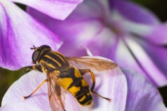 Plan rapproché d'une guêpe d'abeille se reposant sur un macrophotography de fleur photos libres de droits Plan rapproché d'une guêpe d'abeille se reposant sur un macrophotography de fleur photos libres de droits
