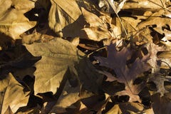 Plan rapproché d'une pile des feuilles tombées dans le coucher de soleil image stock Plan rapproché d'une pile des feuilles tombées dans le coucher de soleil image stock