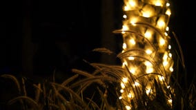 Plan rapproché dans l'obscurité, dans la perspective d'un tronc d'un palmier décoré de l'illumination, des épillets et de l'herbe banque de vidéos Plan rapproché dans l'obscurité, dans la perspective d'un tronc d'un palmier décoré de l'illumination, des épillets et de l'herbe banque de vidéos