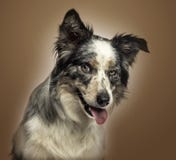 Plan rapproché de border collie haletant, avec le regard provocateur image libre de droits Plan rapproché de border collie haletant, avec le regard provocateur image libre de droits