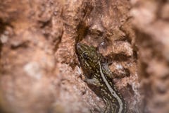 Plan rapproché de gecko d'ocelot, DOF peu profond On le connaît parfois en tant que photos libres de droits Plan rapproché de gecko d'ocelot, DOF peu profond On le connaît parfois en tant que photos libres de droits