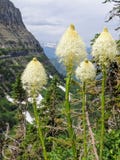 Plan rapproché de la fleur blanche tenax de Xerophyllum de Beargrass sur la traînée de Highline chez Logan Pass sur aller à la ro photo libre de droits Plan rapproché de la fleur blanche tenax de Xerophyllum de Beargrass sur la traînée de Highline chez Logan Pass sur aller à la ro photo libre de droits