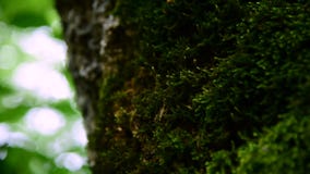 Plan rapproché de mousse verte épaisse dans la forêt sur un tronc d'arbre épais Vert saturé Regarder l'appareil-photo banque de vidéos Plan rapproché de mousse verte épaisse dans la forêt sur un tronc d'arbre épais Vert saturé Regarder l'appareil-photo banque de vidéos