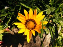 Plan rapproché de Rigens de Gazania Fleur jaune avec des contacts de brun images stock Plan rapproché de Rigens de Gazania Fleur jaune avec des contacts de brun images stock