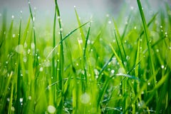 Plan rapproché de rosée de matin sur l'herbe verte Image libre de droits Plan rapproché de rosée de matin sur l'herbe verte Image libre de droits