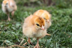 Plan rapproché des poulets jaunes sur l'herbe, petits poulets jaunes, un groupe de poulets jaunes Aviculture photographie stock Plan rapproché des poulets jaunes sur l'herbe, petits poulets jaunes, un groupe de poulets jaunes Aviculture photographie stock