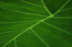Plan rapproché des structures d'une feuille verte image libre de droits Plan rapproché des structures d'une feuille verte image libre de droits