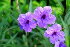 Plan rapproché du pétunia mexicain pourpre lumineux sur le feuillage vert vibrant brouillé à l'arrière-plan photographie stock libre de droits Plan rapproché du pétunia mexicain pourpre lumineux sur le feuillage vert vibrant brouillé à l'arrière-plan photographie stock libre de droits