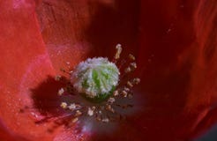 Plan rapproch? extr?me de fleur rouge de pavot image stock Plan rapproch? extr?me de fleur rouge de pavot image stock