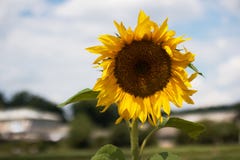 Plan rapproché jaune de tournesol de fleur sur le fond de ciel bleu avec des nuages et des bâtiments de village photo libre de droits Plan rapproché jaune de tournesol de fleur sur le fond de ciel bleu avec des nuages et des bâtiments de village photo libre de droits