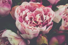 Plan rapproché rose de Rose Flower Vintage de pivoine Photographie stock libre de droits Plan rapproché rose de Rose Flower Vintage de pivoine Photographie stock libre de droits