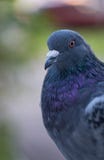 Plan rapproché sauvage de pigeon Attitude et détermination sérieuses d'émotion photos libres de droits Plan rapproché sauvage de pigeon Attitude et détermination sérieuses d'émotion photos libres de droits
