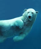 Plan rapproché sous-marin d'ours blanc images libres de droits Plan rapproché sous-marin d'ours blanc images libres de droits