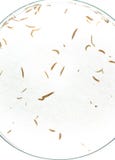 Planaria flatworm Royalty Free Stock Photos Planaria flatworm Royalty Free Stock Photos