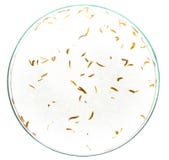 Planaria flatworm Royalty Free Stock Images Planaria flatworm Royalty Free Stock Images