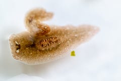 Planarian parasite flatworm under microscope view. Stock Photo Planarian parasite flatworm under microscope view. Stock Photo