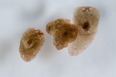 Planarian parasite flatworm under microscope view. Stock Image Planarian parasite flatworm under microscope view. Stock Image