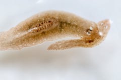 Planarian parasite flatworm under microscope view. Royalty Free Stock Photo Planarian parasite flatworm under microscope view. Royalty Free Stock Photo