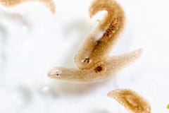Planarian parasite flatworm under microscope view. royalty free stock photos Planarian parasite flatworm under microscope view. royalty free stock photos