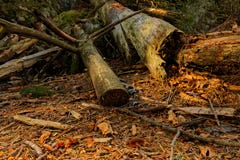 Plancher de forêt profondément dans le bois en Bavière images libres de droits Plancher de forêt profondément dans le bois en Bavière images libres de droits
