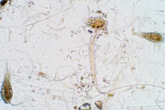 Plancton acquatico marino nell'ambito della vista del microscopio fotografie stock Plancton acquatico marino nell'ambito della vista del microscopio fotografie stock