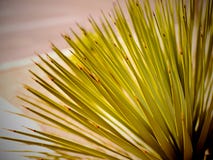 Free Plant Royalty Free Stock Photo - 4449575